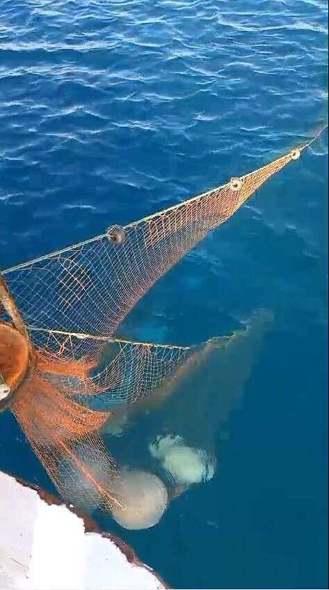 Antalyalı Balıkçıların Kabusu Oldu 2